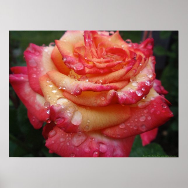 Rosa bis gelbe RegenbogenRose Poster (Vorne)
