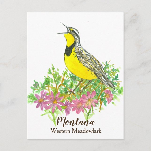 Rosa Bitterroot Western Meadowlark Montana Postkarte (Vorderseite)