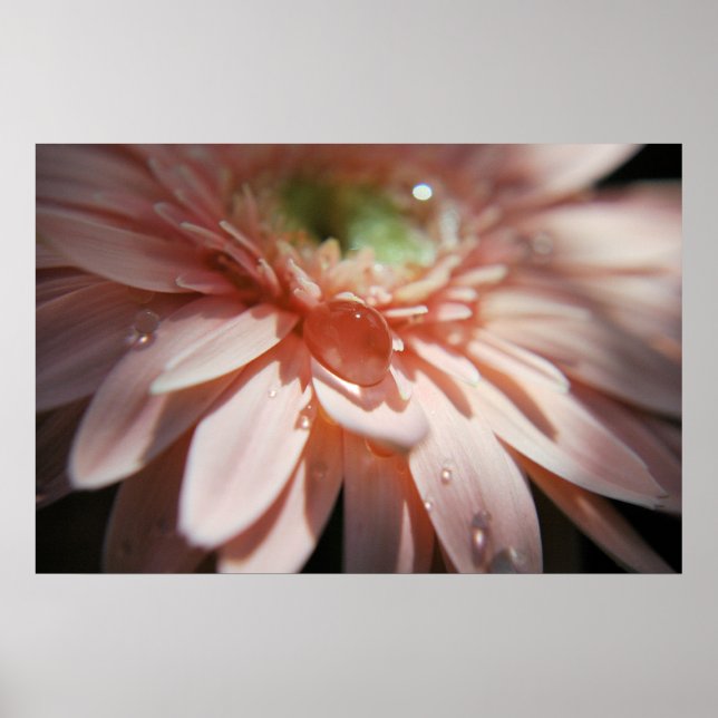 Rosa Blasen Poster (Vorne)