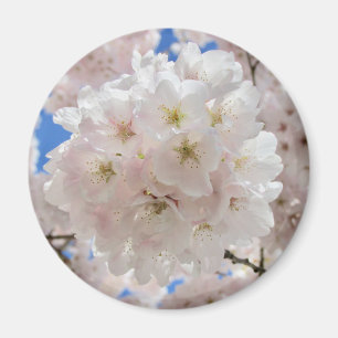 Rosa Blossom Balls. Magnet