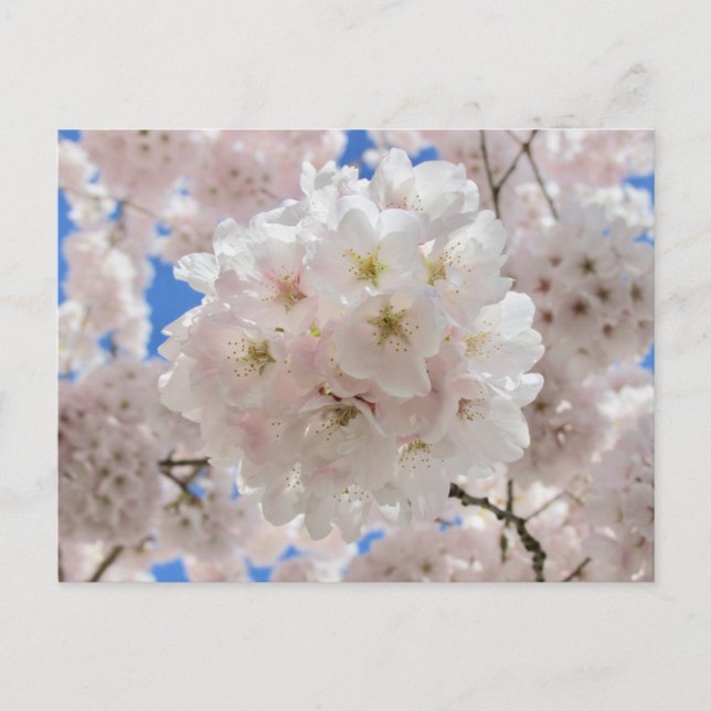 Rosa Blossom Balls. Postkarte (Vorderseite)
