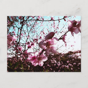 Rosa Blossom Dusche Postkarte