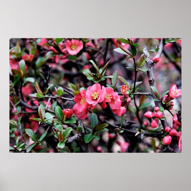 Rosa Blossom Frühling Poster (Vorne)