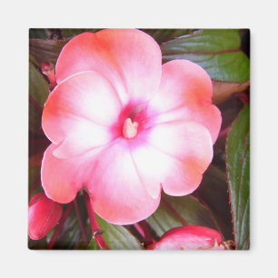 Rosa Blossom Magnet
