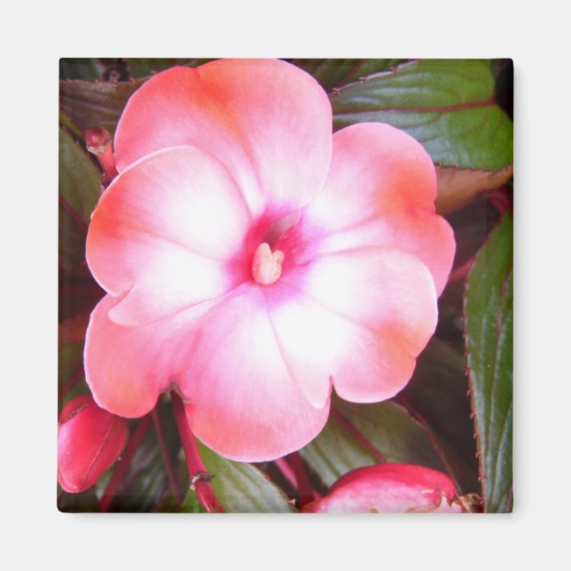 Rosa Blossom Magnet (Vorne)