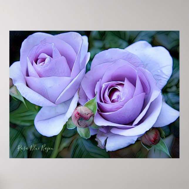 Rosa Blue Bajou [Archive Heavy Weight Paper] Poster (Vorne)