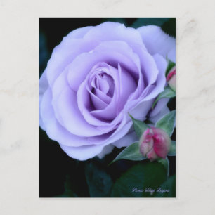 Rosa Blue Bajou: Postcard Postkarte