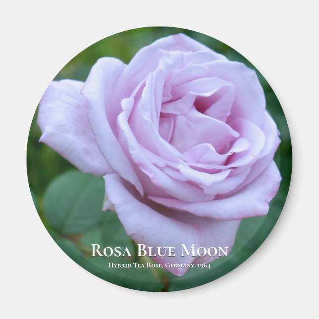 Rosa Blue Mond Magnet (Vorne)