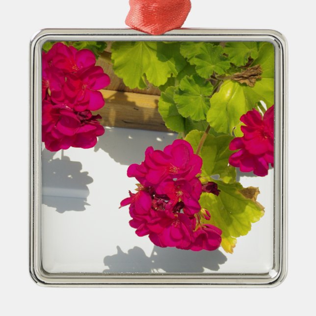 Rosa blühende Blume Pink Geranium Silbernes Ornament (Vorne)