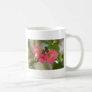 Rosa blühende Quitte Glow Tasse