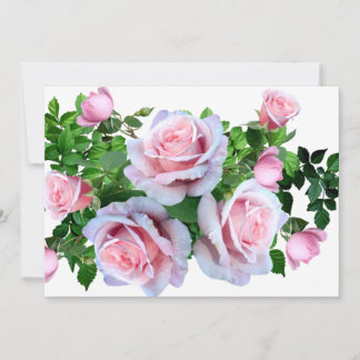 Rosa blühende Rose