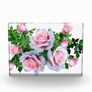Rosa blühende Rose Fotoblock