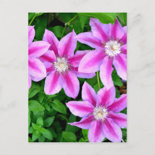 Rosa blühender wilder Oregano botanische Grünpflan Postkarte