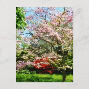 Rosa blühendes Dogwood Postkarte