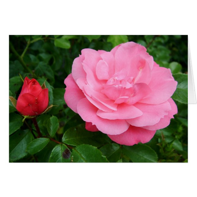 Rosa Blume (Vorderseite (Horizontal))