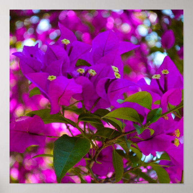 Rosa Blume - #1 Poster (Vorne)