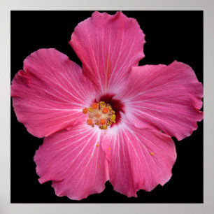 Rosa Blume 24 x 24 Poster