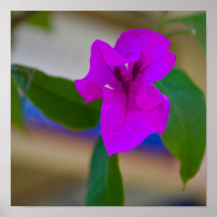 Rosa Blume - #2 Poster