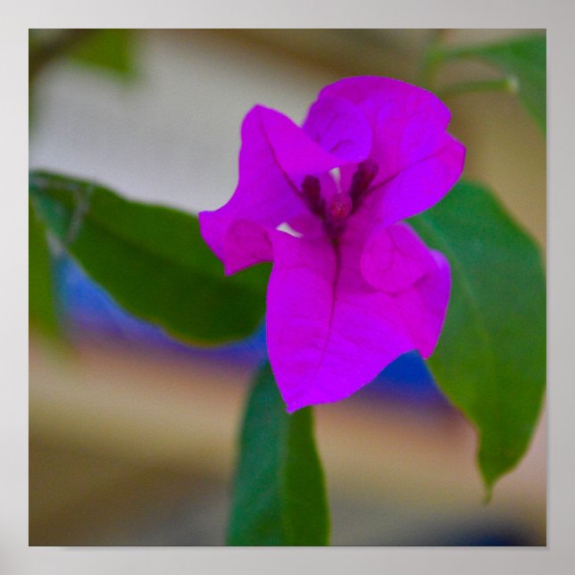 Rosa Blume - #2 Poster (Vorne)