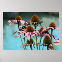 Rosa Blume am Wasser