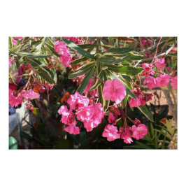 Rosa Blume auf dem Baum Poster