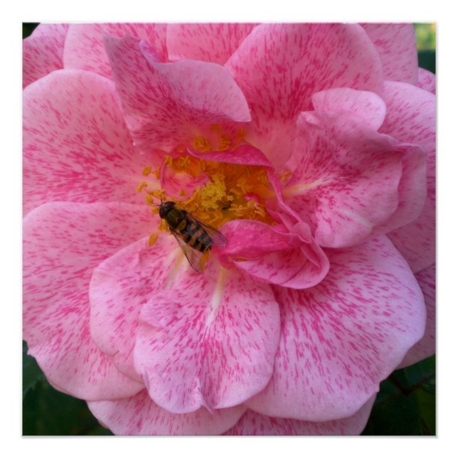 Rosa Blume blüht Bienen-Liebe-Schicksals-Dusche Poster (Vorderseite)