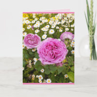 Rosa Blume Blumenladen Rose Daisy Greetings
