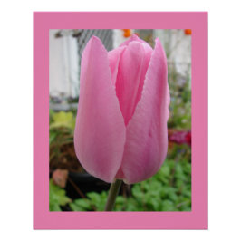 Rosa Blume Blumenstrauß Tulips Garten Poster