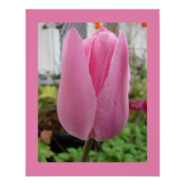 Rosa Blume Blumenstrauß Tulips Garten Poster (Vorderseite)
