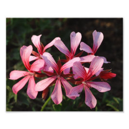 Rosa Blume Blüten Foto Drucken