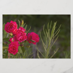 Rosa Blume Briefpapier