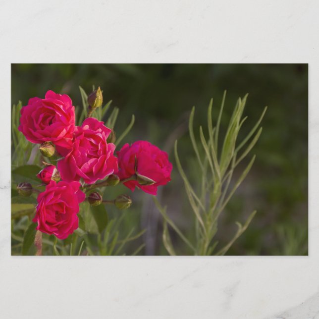 Rosa Blume Briefpapier (Vorderseite)