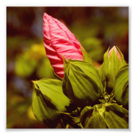 Rosa Blume Bud Kodak Beruflich Foto Paper