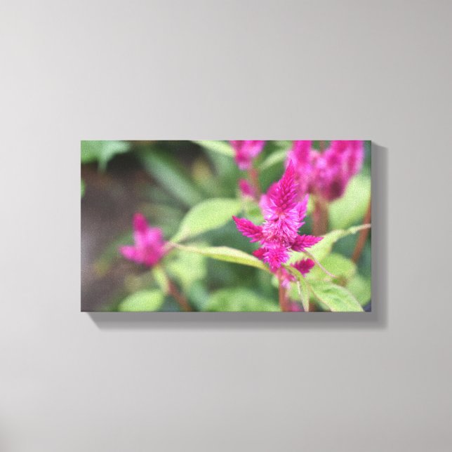 Rosa Blume Celosia Garden Naturfotografie Leinwanddruck (Vorderseite)