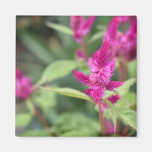 Rosa Blume Celosia Garden Naturfotografie Magnet