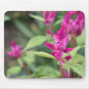 Rosa Blume Celosia Garden Naturfotografie Mousepad