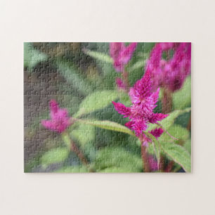 Rosa Blume Celosia Garden Naturfotografie Puzzle