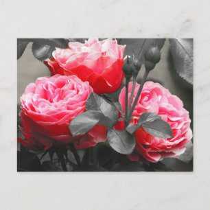 Rosa Blume Farbe Pop Fotografie Postkarte