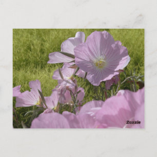 Rosa Blume Foto Natur Postkarte
