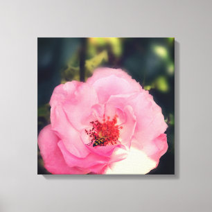 Rosa Blume Foto Wrapped Canvas Leinwanddruck
