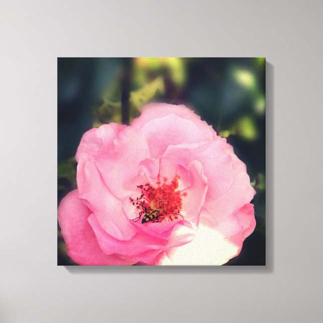 Rosa Blume Foto Wrapped Canvas Leinwanddruck (Vorderseite)