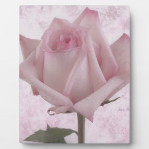 Rosa-Blume Fotoplatte