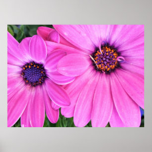 Rosa Blume Gerbera Daisy Floral Poster