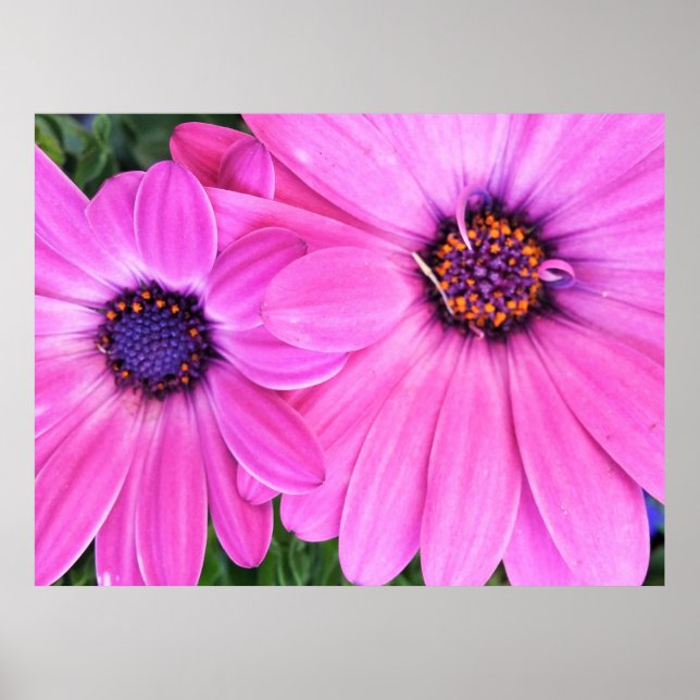 Rosa Blume Gerbera Daisy Floral Poster (Vorne)
