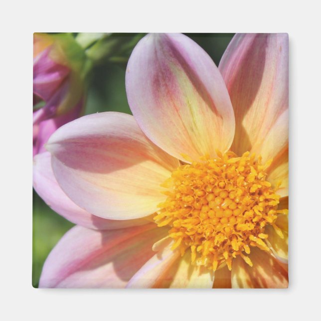 rosa Blume, hellgelbes Zentrum - Makro-Foto Magnet (Vorne)