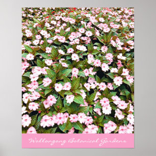 Rosa Blume im botanischen Garten NSW Poster