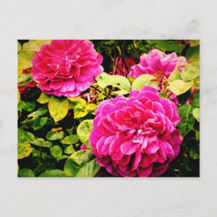 Rosa Blume im Kew Gardens Foto Postkarte