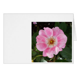 Rosa Blume im Schatten