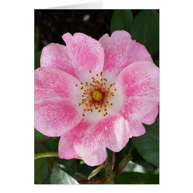 Rosa Blume im Schatten (Vorne)