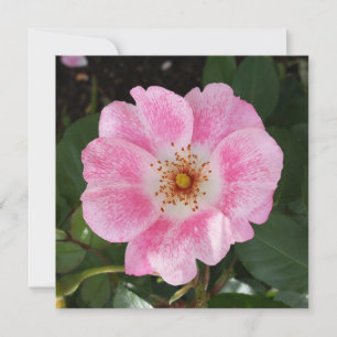Rosa Blume im Schatten